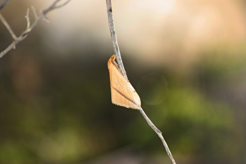 Farfalle a novembre...